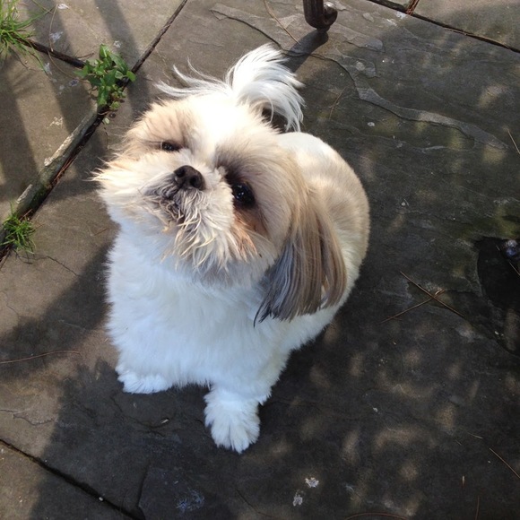 Meet your Posher, Lauren - Picture 1 of 1